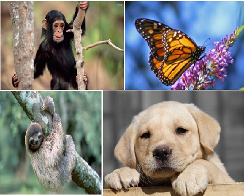 What's your spirit animal?