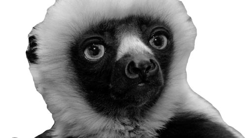 Zoboomafoo: In Memorium