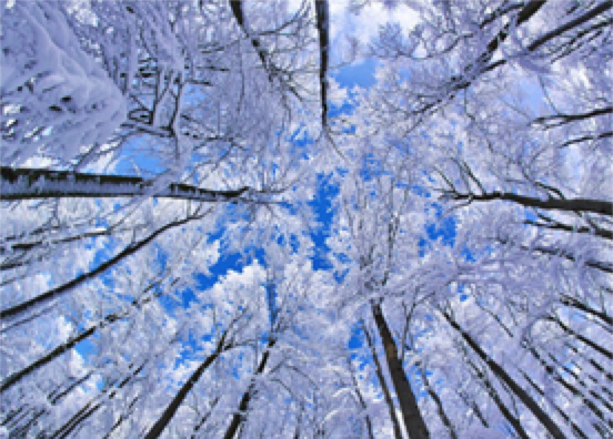 Winter's Beauty