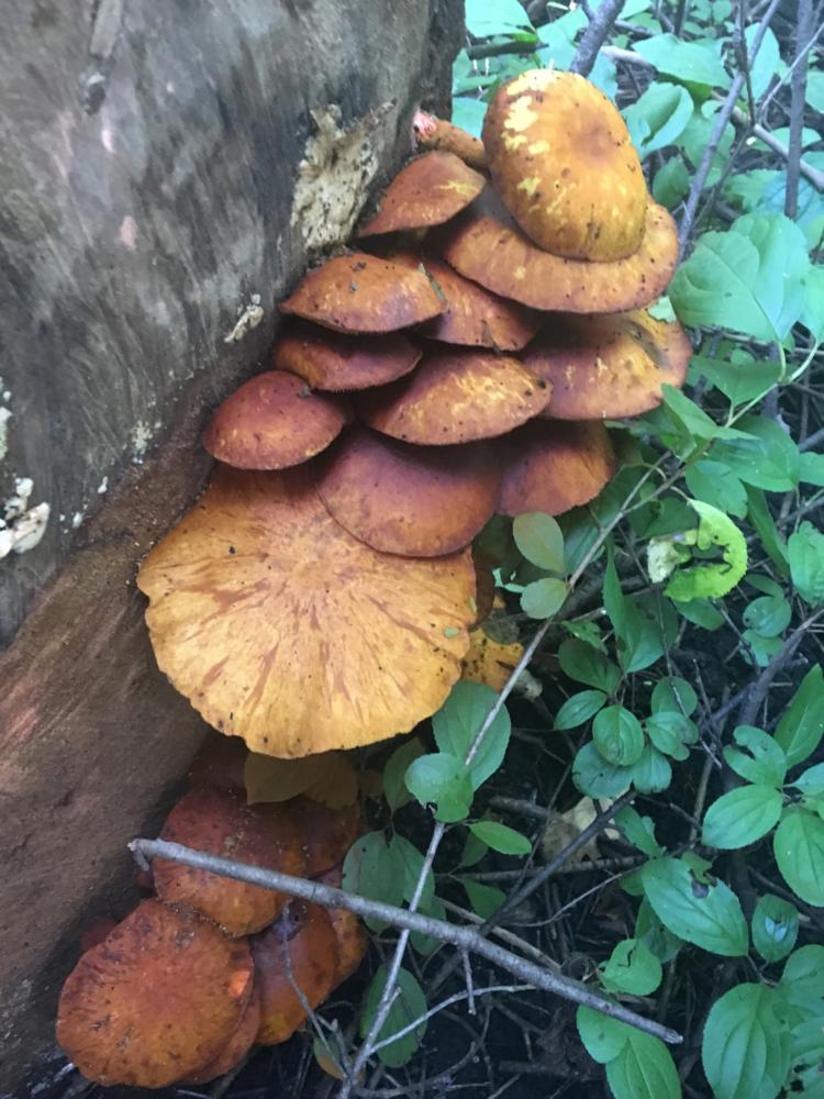 Fantastic fungi