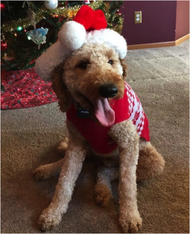 Looking Quite Fetching: We are Going “Mutts” Over These Dog’s Sweaters